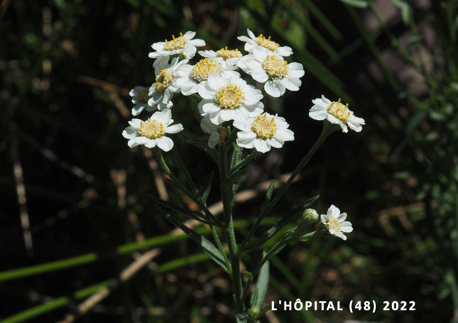 Sneezewort, Pyrenean